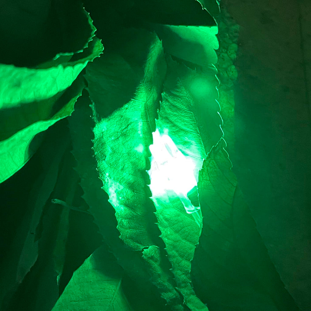 DEEPOWER X Lighted Nocks for Arrows .204”/.233”/.244”/.246” with ON/Off Switch 6-Pack with H, S, GT Bushings (Green-6Pack)
