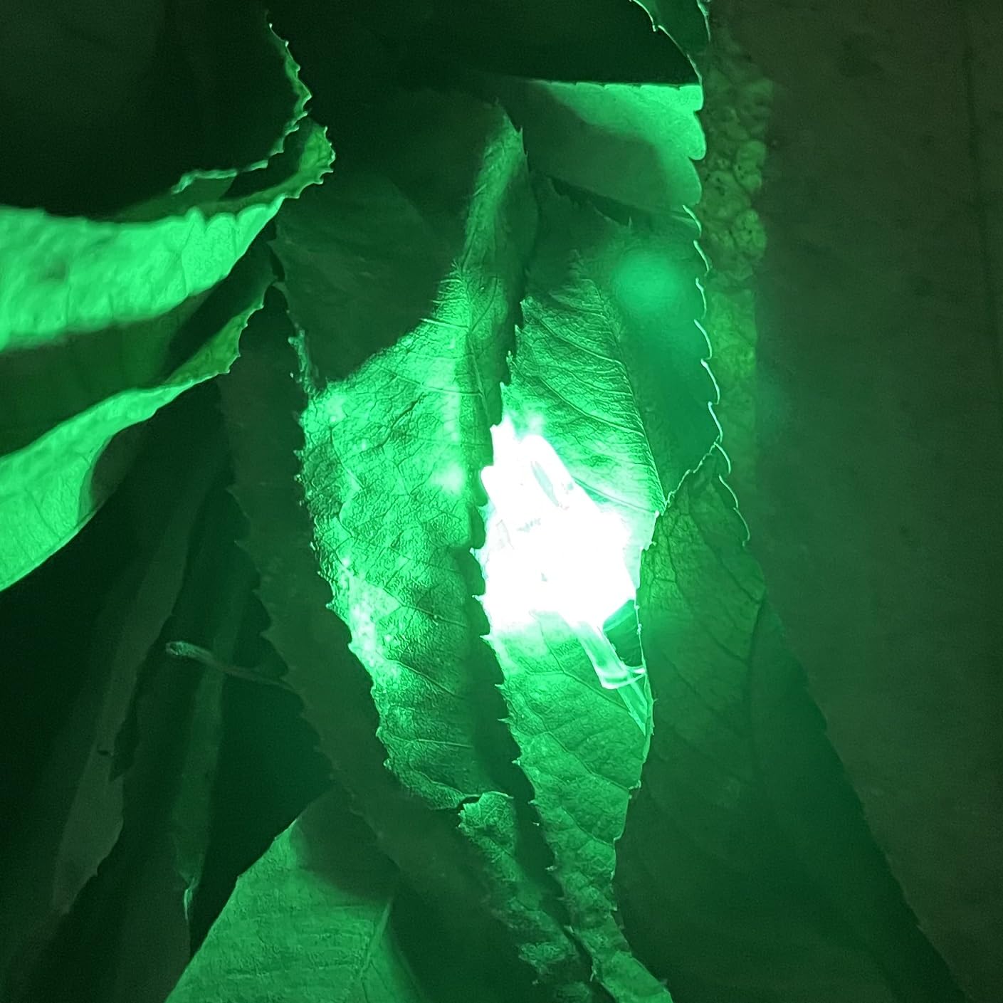 DEEPOWER X Lighted Nocks for Arrows .204”/.233”/.244”/.246” with ON/Off Switch 6-Pack with H, S, GT Bushings (Green-6Pack)